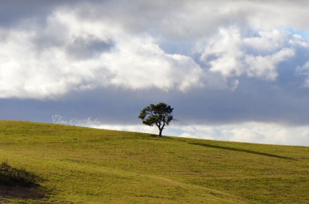 Photo d'un arbre seul sur une colline verdoyante devant un ciel très bleu