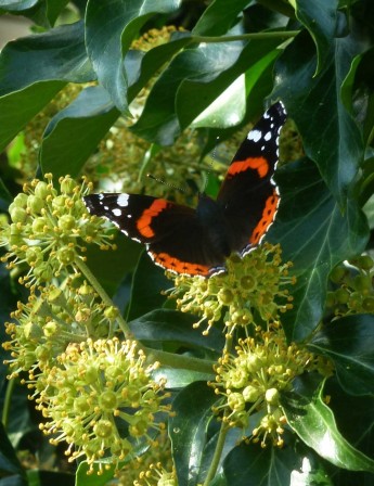 Un papillon noir et rouge sur des feuilles vertes